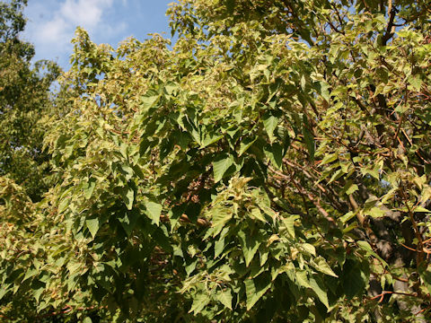 Acer morifolium