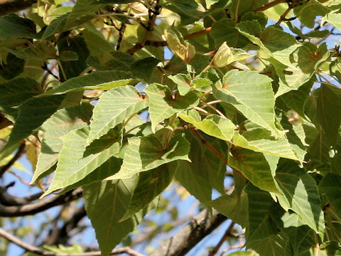 Acer morifolium