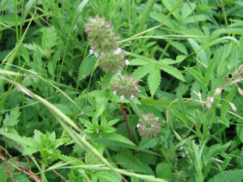 Clinopodium chinense ssp. grandiflorum var. shibetchense