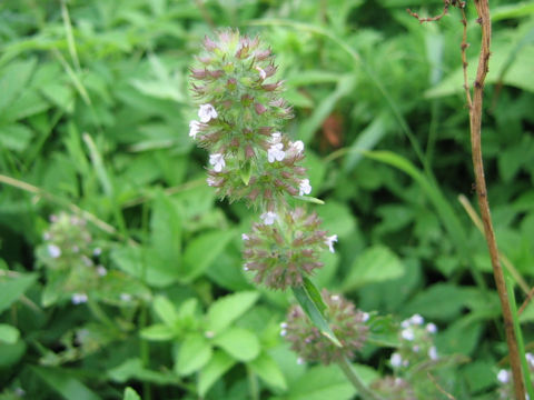 Clinopodium chinense ssp. grandiflorum var. shibetchense