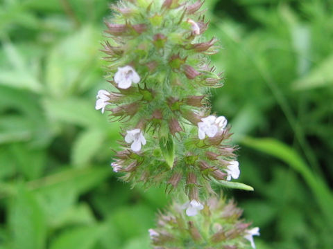 Clinopodium chinense ssp. grandiflorum var. shibetchense