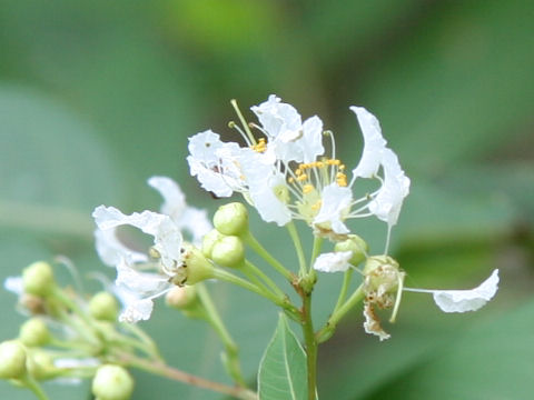 Lagerstroemia subcostata var. fauriei