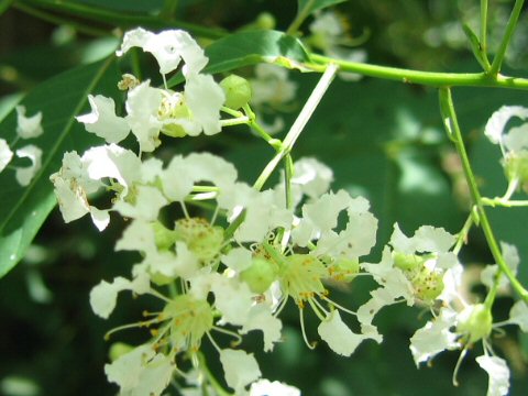 Lagerstroemia subcostata var. fauriei