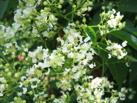 Lagerstroemia subcostata var. fauriei