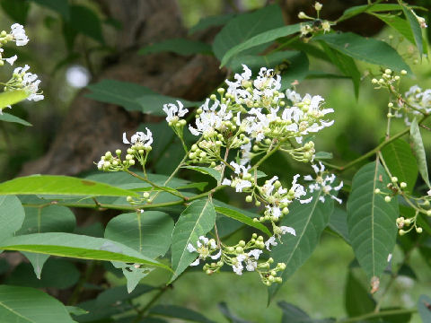 Lagerstroemia subcostata var. fauriei