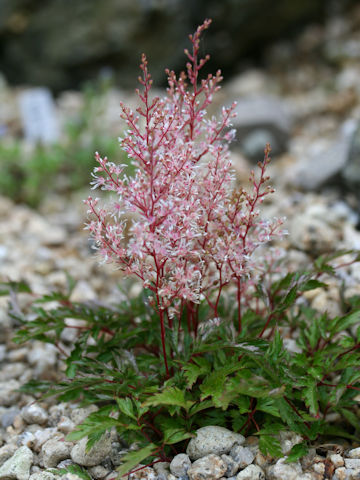 Astilbe thunbergii var. terrestris