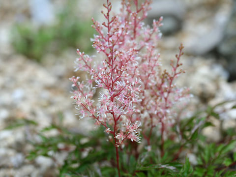 Astilbe thunbergii var. terrestris