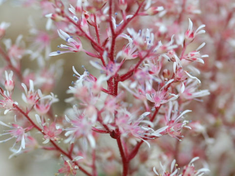 Astilbe thunbergii var. terrestris