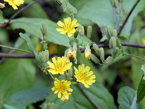 Youngia denticulata