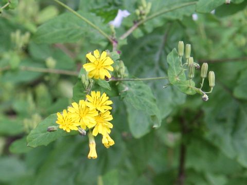 Youngia denticulata