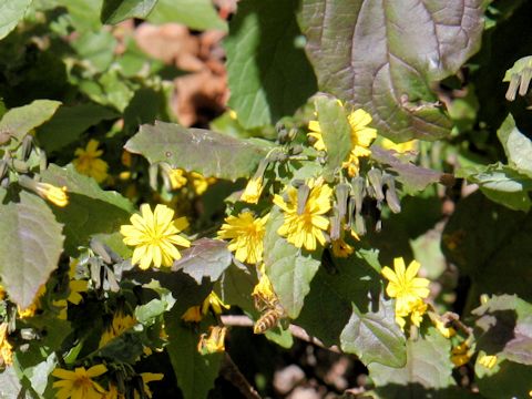 Youngia denticulata