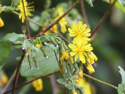 Youngia denticulata