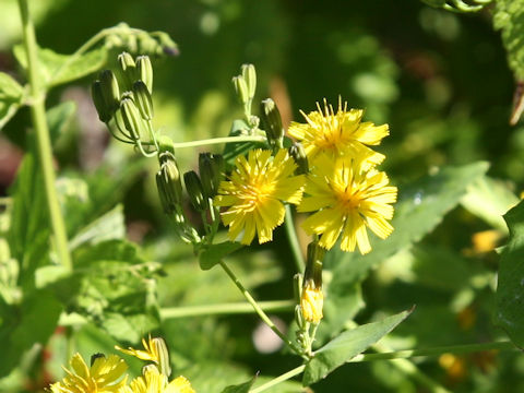 Youngia denticulata