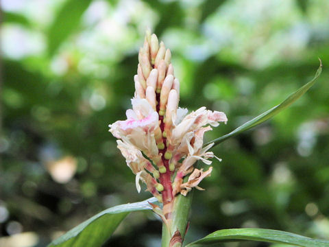 Alpinia oxyphylla