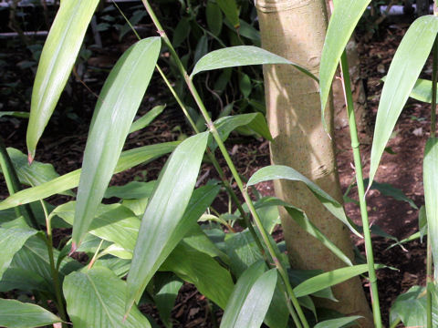 Alpinia oxyphylla