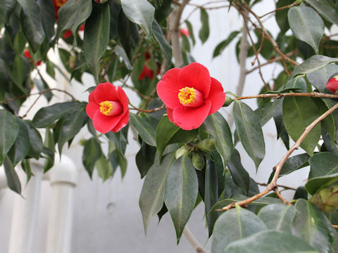 Camellia japonica var. macrocarpa