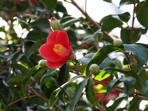 Camellia japonica var. macrocarpa