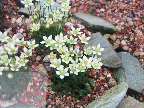 Parnassia palustris var. multiseta f. minima