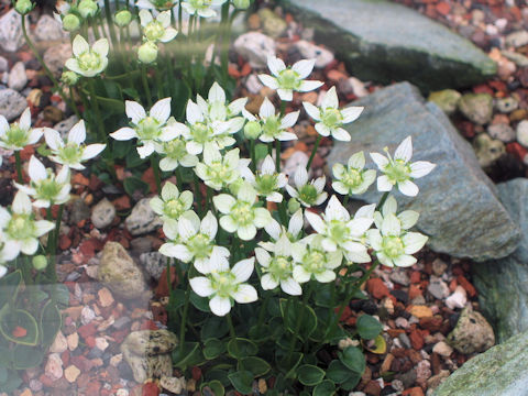 Parnassia palustris var. multiseta f. minima