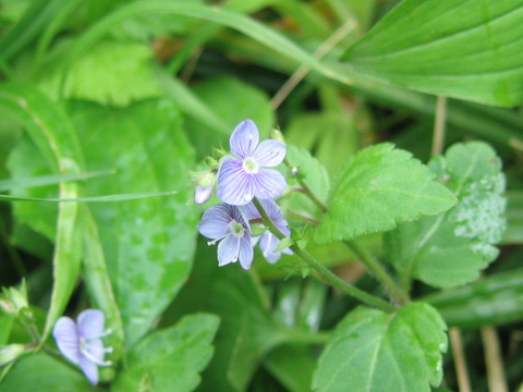 Veronica japonensis