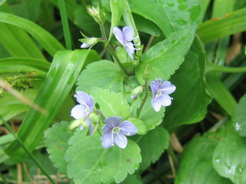 Veronica japonensis