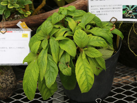 Rhynchotechum discolor