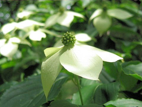 Benthamidia japonica