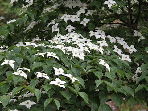 Benthamidia japonica