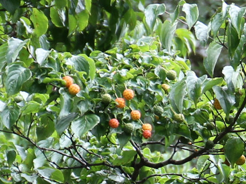 Benthamidia japonica