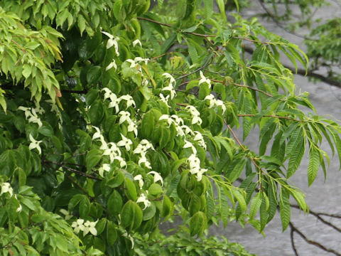 Benthamidia japonica