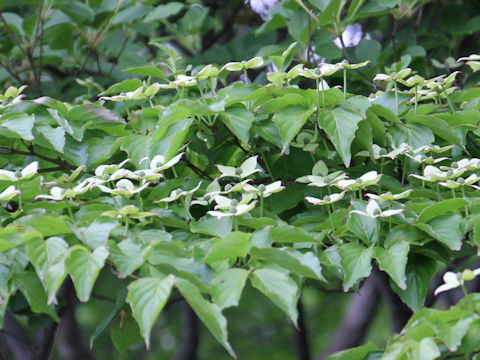 Benthamidia japonica