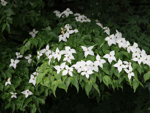 Benthamidia japonica