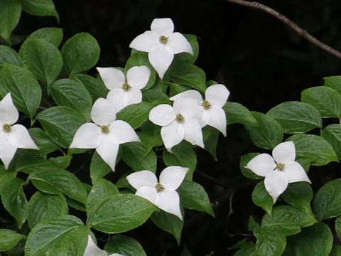 Benthamidia japonica