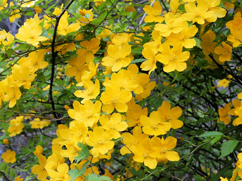 Kerria japonica