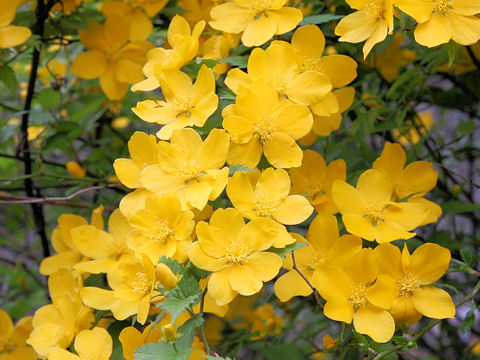 Kerria japonica