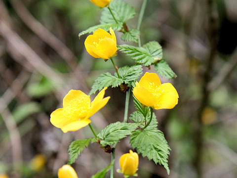 Kerria japonica