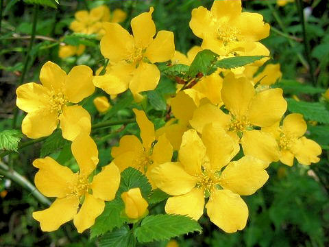 Kerria japonica