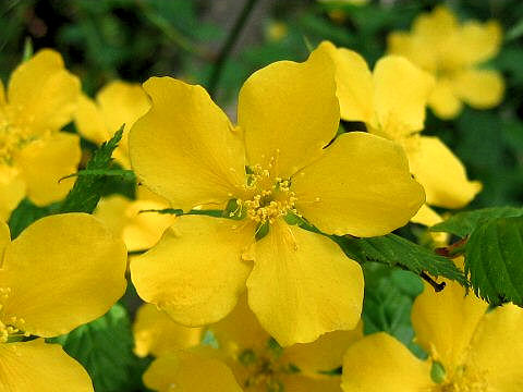 Kerria japonica