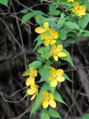 Kerria japonica