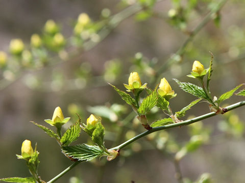 Kerria japonica