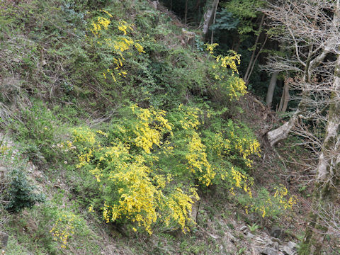 Kerria japonica