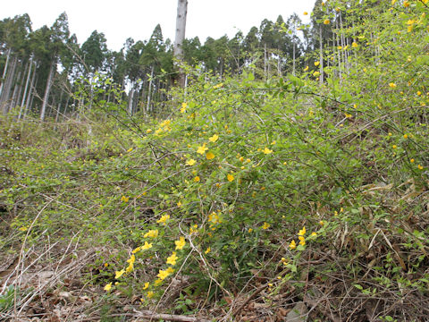 Kerria japonica