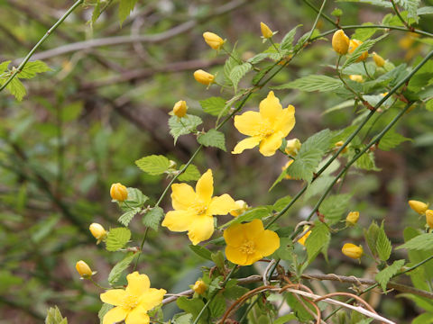 Kerria japonica