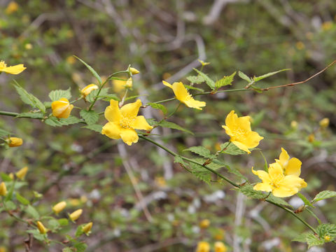 Kerria japonica