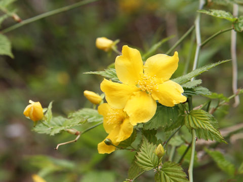 Kerria japonica