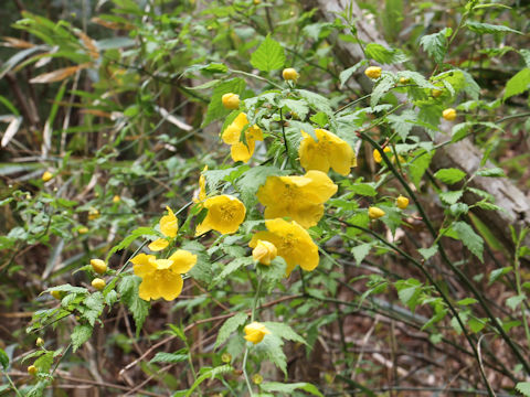 Kerria japonica