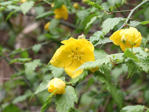 Kerria japonica