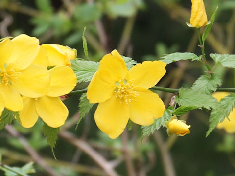 Kerria japonica