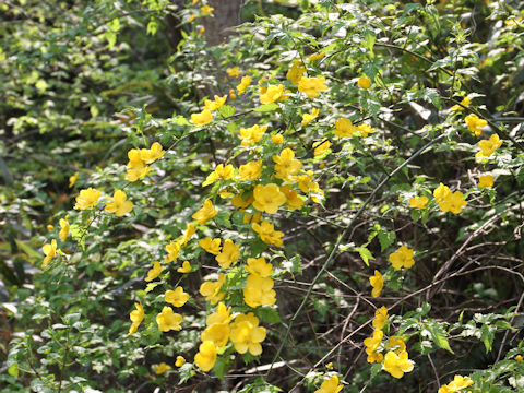 Kerria japonica