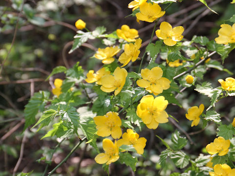 Kerria japonica